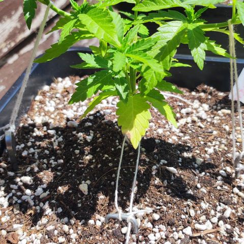Tropimango growlog timeline photo