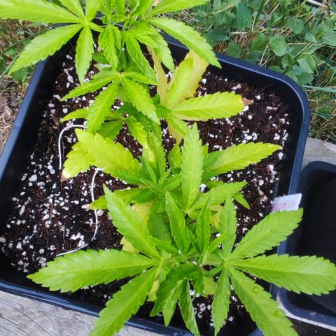 Hella Jelly growlog timeline photo