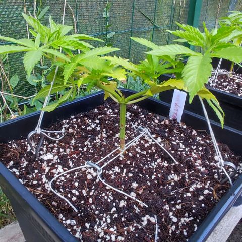 Hella Jelly growlog timeline photo