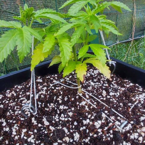 Tropimango growlog timeline photo