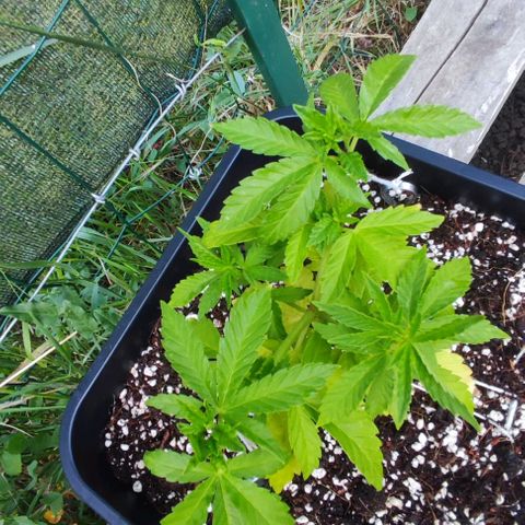 Tropimango growlog timeline photo
