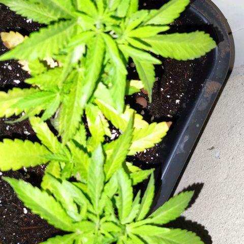 Hella Jelly growlog timeline photo