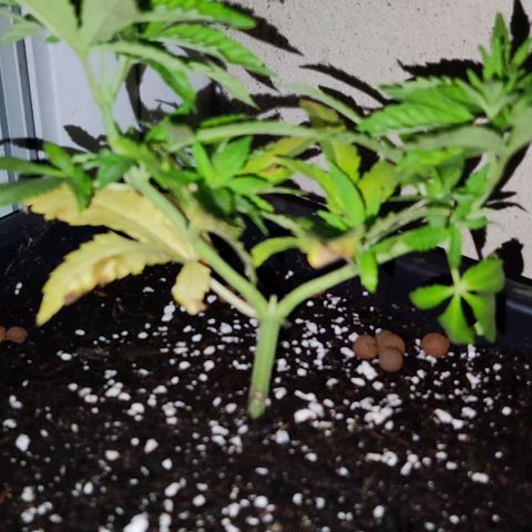 Hella Jelly growlog timeline photo