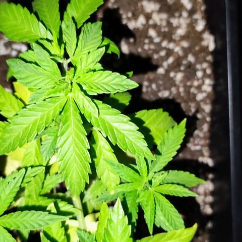 Tropimango growlog timeline photo