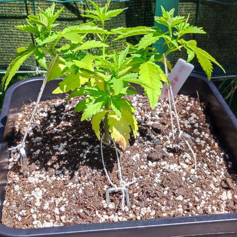 Tropimango growlog timeline photo