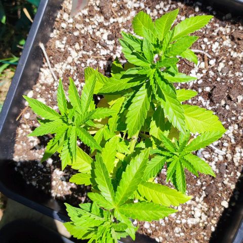 Tropimango growlog timeline photo