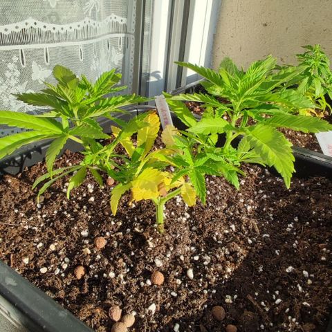 Hella Jelly growlog timeline photo