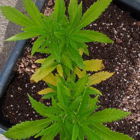 Hella Jelly growlog timeline photo
