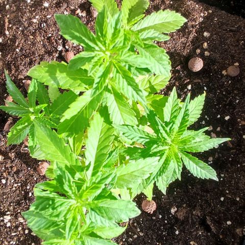 Tropimango growlog timeline photo