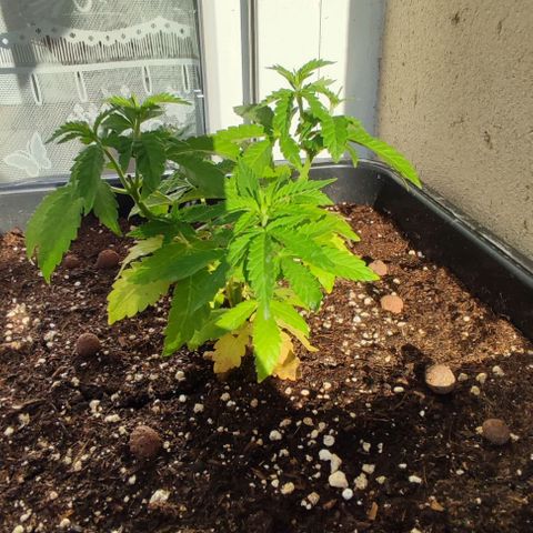 Tropimango growlog timeline photo