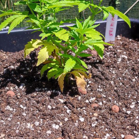 Tropimango growlog timeline photo