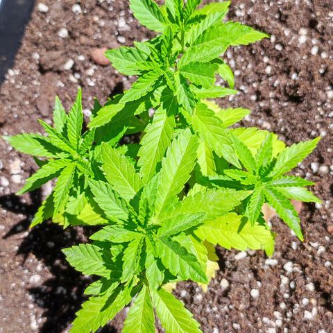 Tropimango growlog timeline photo
