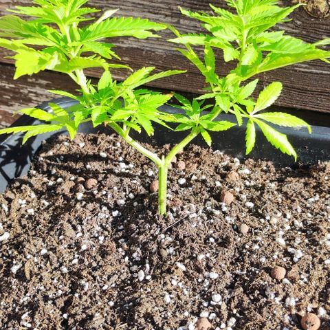 Hella Jelly growlog timeline photo