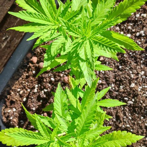 Hella Jelly growlog timeline photo