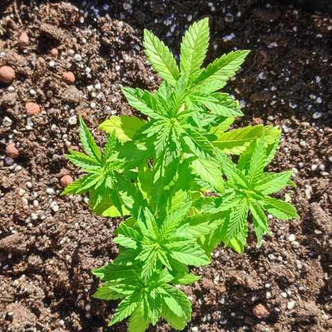 Tropimango growlog timeline photo