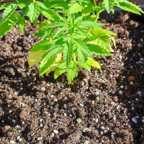 Tropimango growlog timeline photo