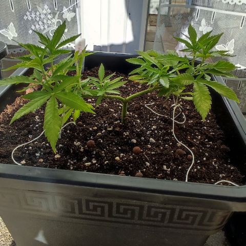 Hella Jelly growlog timeline photo