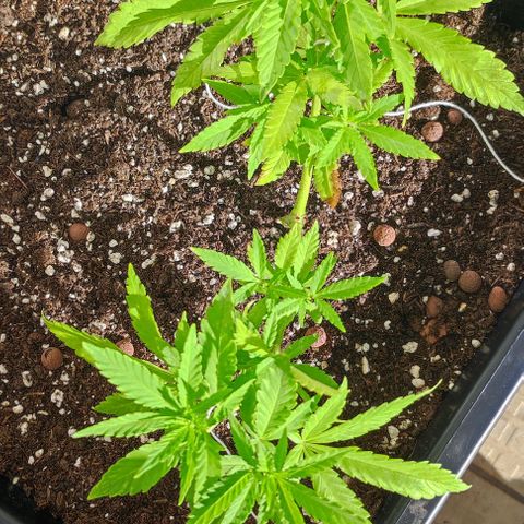 Hella Jelly growlog timeline photo