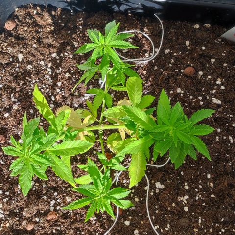 Tropimango growlog timeline photo