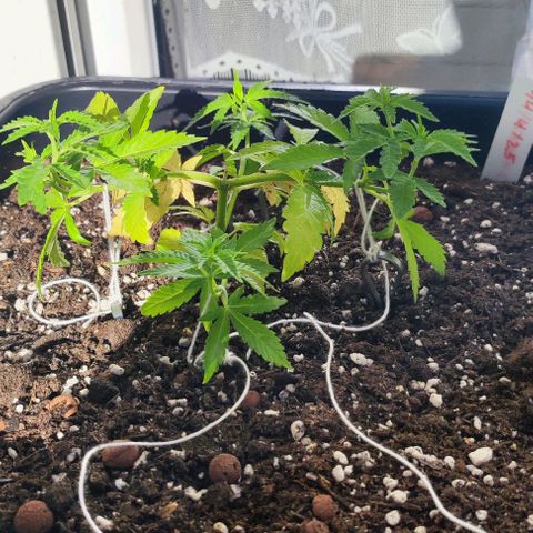 Tropimango growlog timeline photo