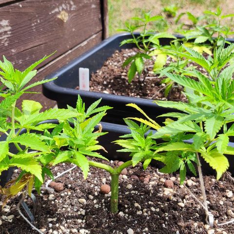 Hella Jelly growlog timeline photo