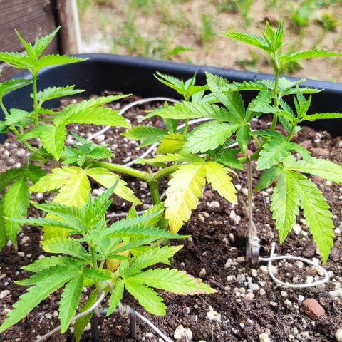 Tropimango growlog timeline photo
