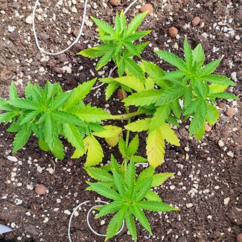 Tropimango growlog timeline photo