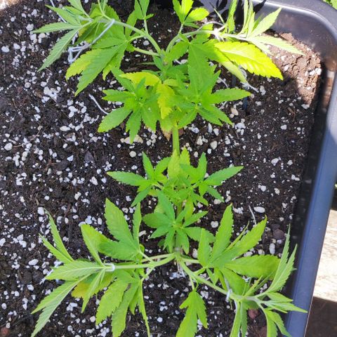 Hella Jelly growlog timeline photo