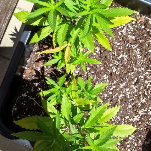 Hella Jelly growlog timeline photo