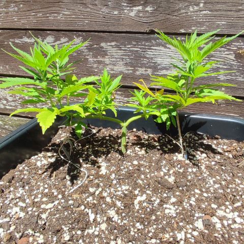 Hella Jelly growlog timeline photo