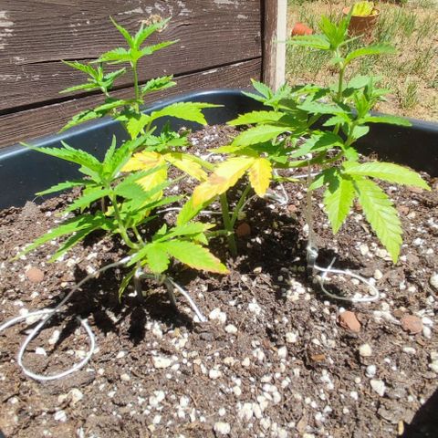 Tropimango growlog timeline photo