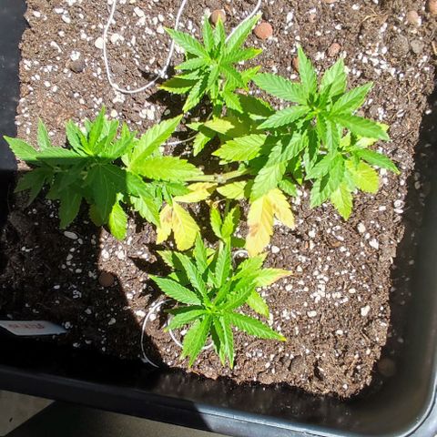 Tropimango growlog timeline photo
