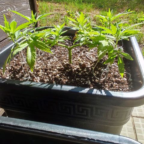 Hella Jelly growlog timeline photo