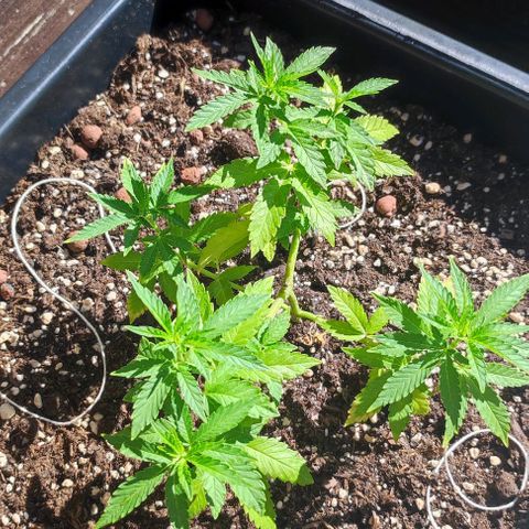 Tropimango growlog timeline photo