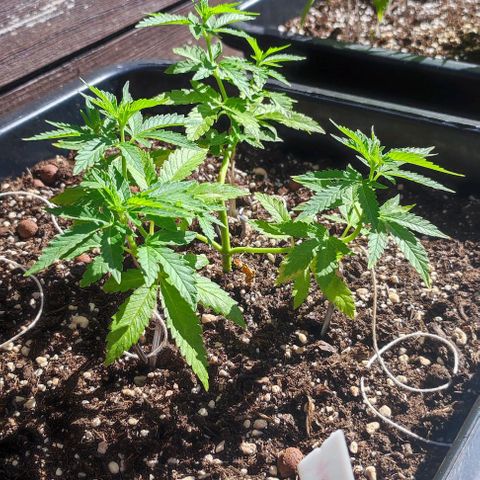Tropimango growlog timeline photo