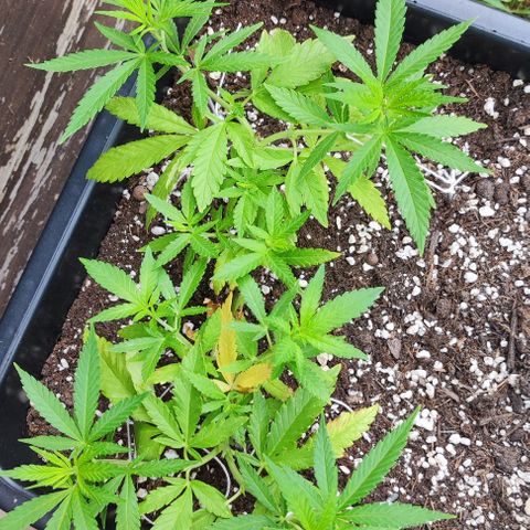 Hella Jelly growlog timeline photo