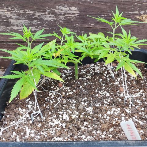 Hella Jelly growlog timeline photo