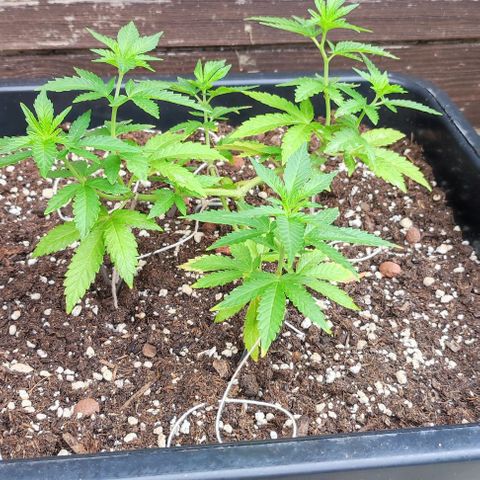 Tropimango growlog timeline photo