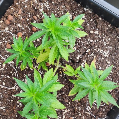 Tropimango growlog timeline photo