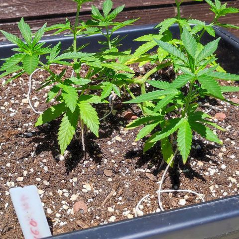 Tropimango growlog timeline photo