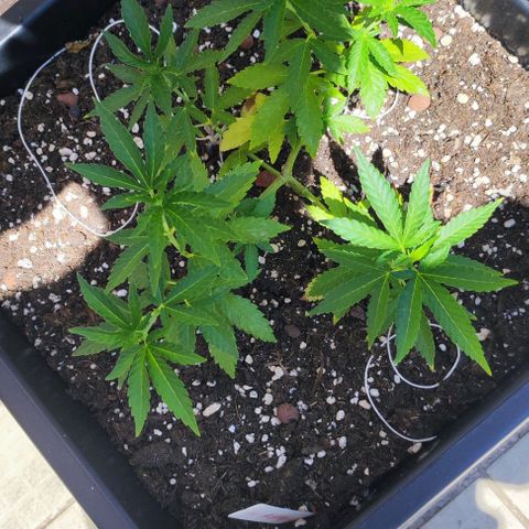 Tropimango growlog timeline photo