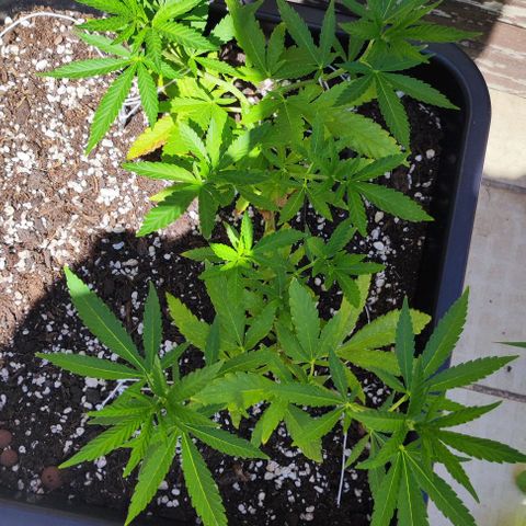 Hella Jelly growlog timeline photo