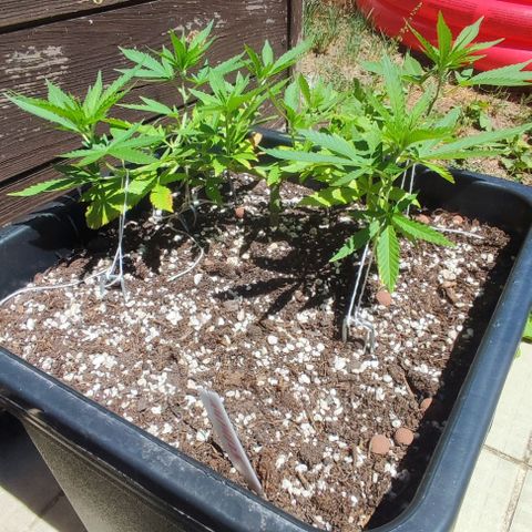 Hella Jelly growlog timeline photo