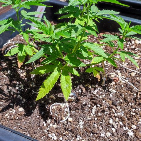 Tropimango growlog timeline photo