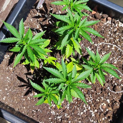 Tropimango growlog timeline photo