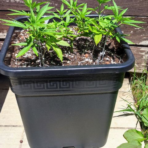 Hella Jelly growlog timeline photo