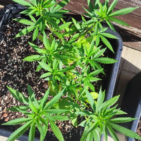 Hella Jelly growlog timeline photo