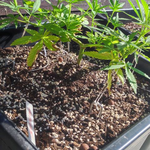 Hella Jelly growlog timeline photo
