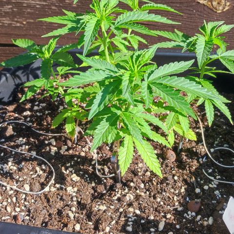 Tropimango growlog timeline photo
