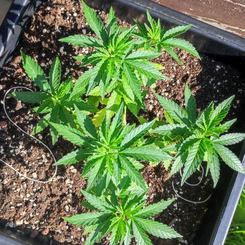 Tropimango growlog timeline photo